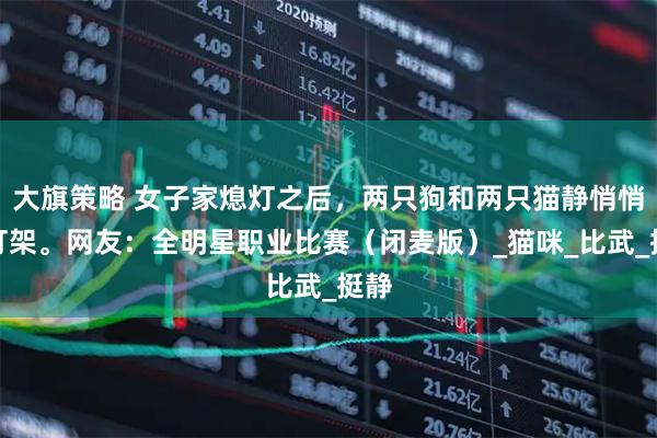 大旗策略 女子家熄灯之后，两只狗和两只猫静悄悄地打架。网友：全明星职业比赛（闭麦版）_猫咪_比武_挺静